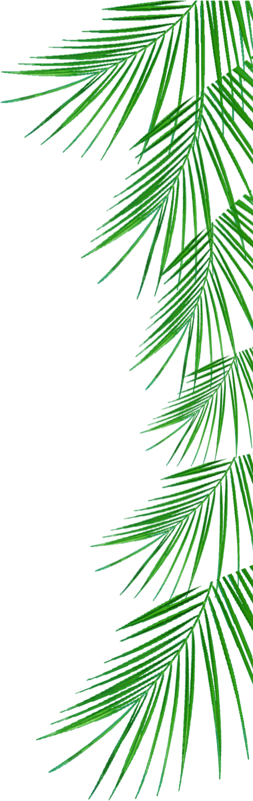 Arecaceae Tree Woody Plant Clip Art - Side Border Png Format (507x1695)