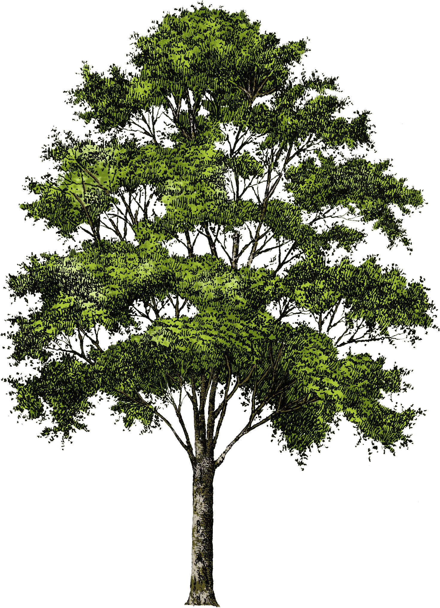 Clipart Tree Collection Png - Trees Png Free Download (1500x2081)