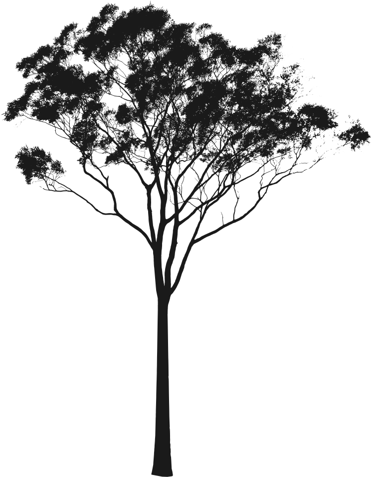 Eucalyptus Gum Tree Clipart - Gum Tree Silhouette (771x1000)