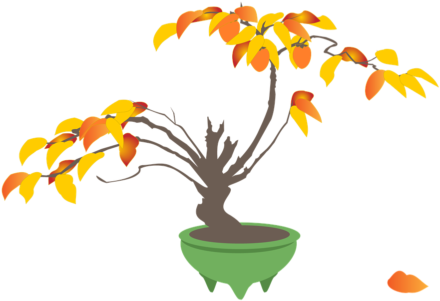 Persimmon, Persimmon Trees, Bonsai, Autumn - Bonsai (960x720)