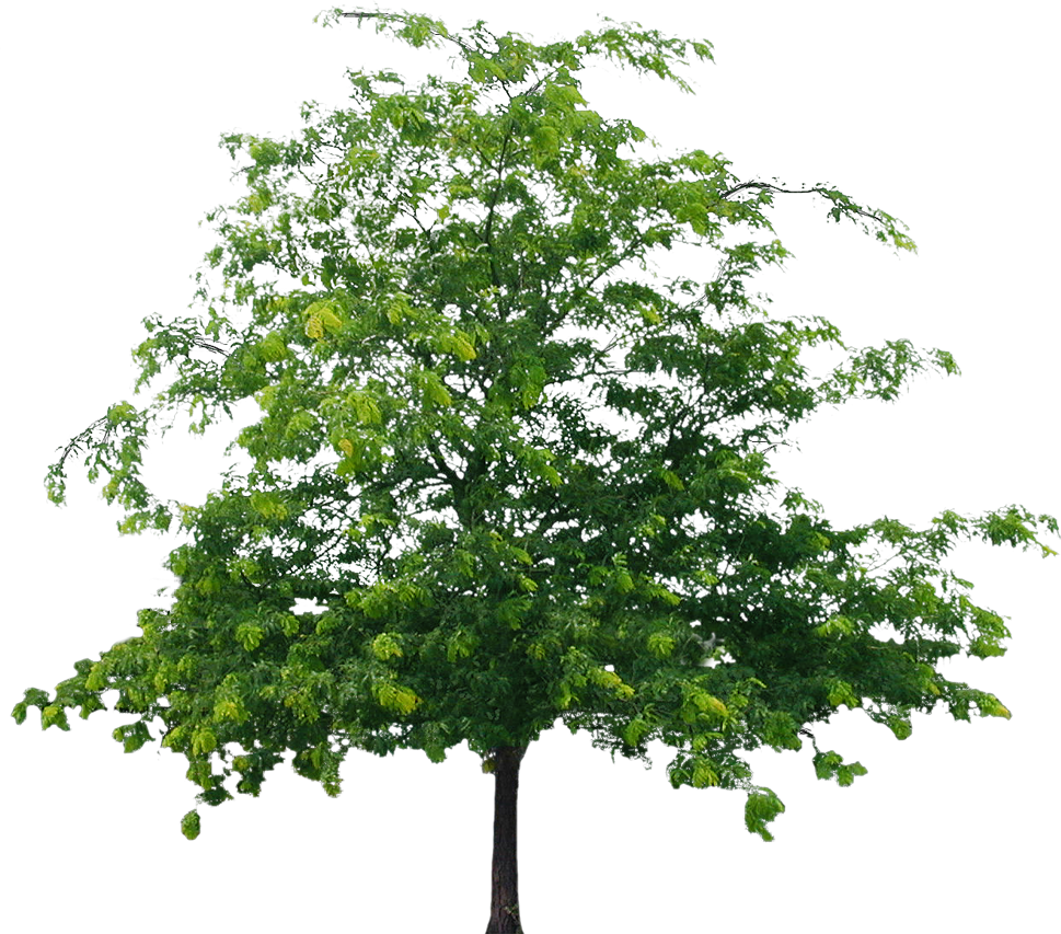 Best Tree Clipart Png Image - Tree Png File Hd (969x853)
