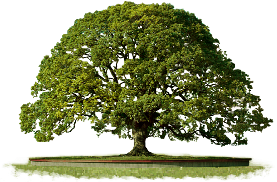 Clipart Png Top Tree - Tree Png Top (680x480)