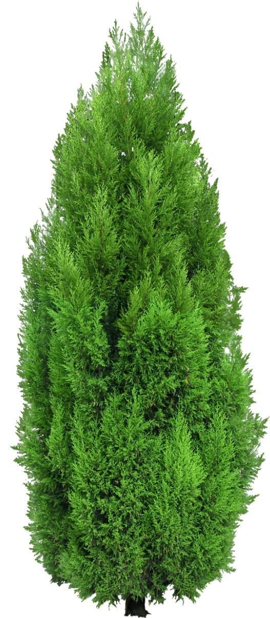 Cypress Tree Png Clipart - Lions Tigers And Bears (550x1252)