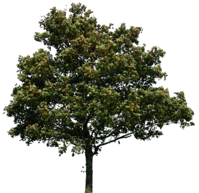 Tree Png Clipart Png Images - Tree For Photoshop Png (400x387)