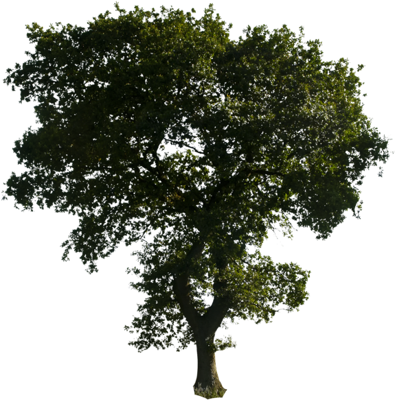 Clipart Tree Png Download - Tree For Photoshop Png (600x616)