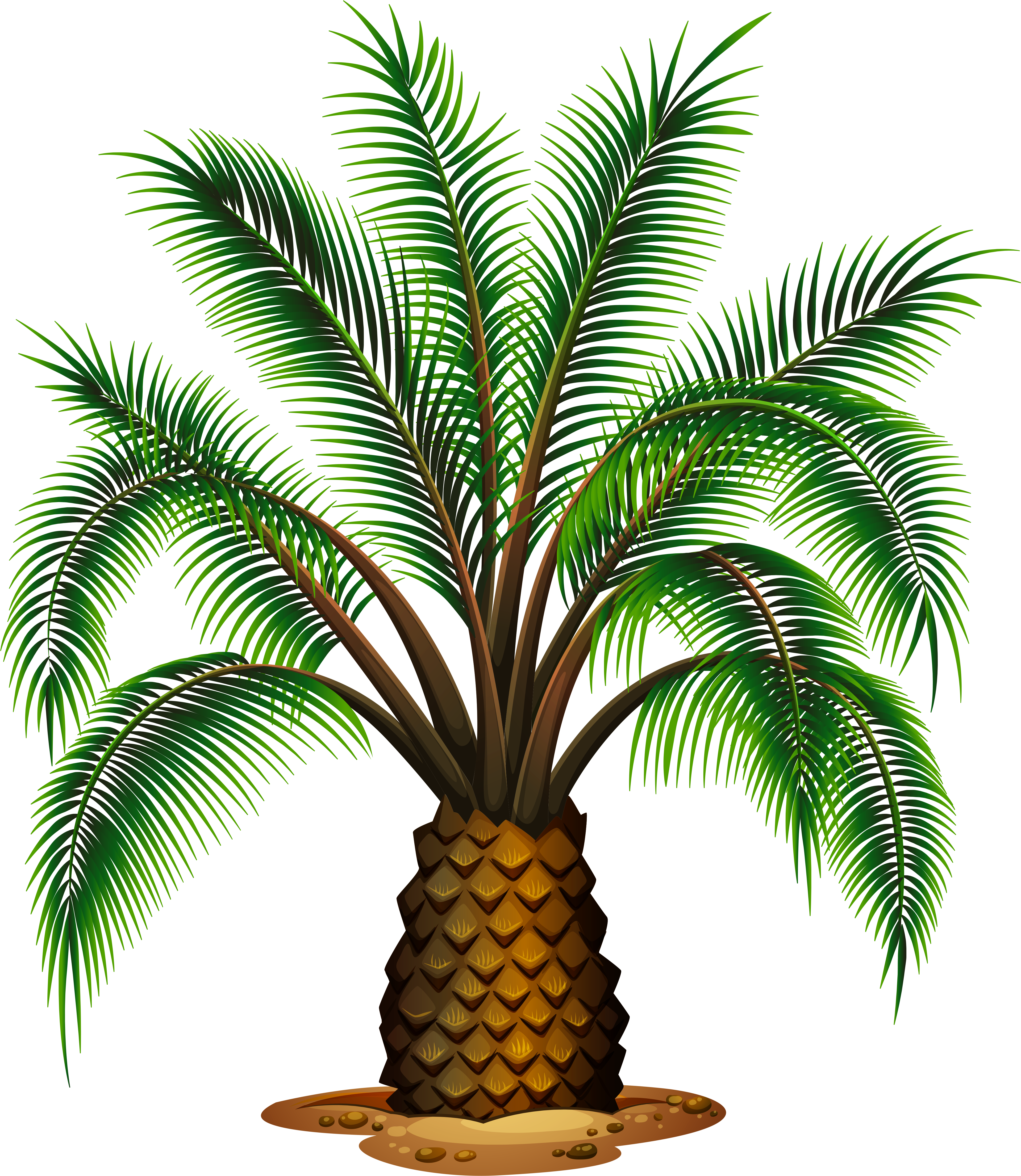 Sketch Clipart Palm Tree - Different Types Of Palm Trees (4592x5329)