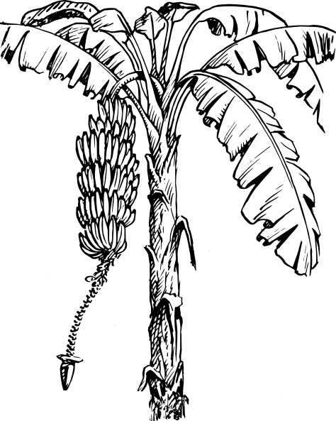 Banana Tree Illustration - Banana Tree Clip Art (600x750)