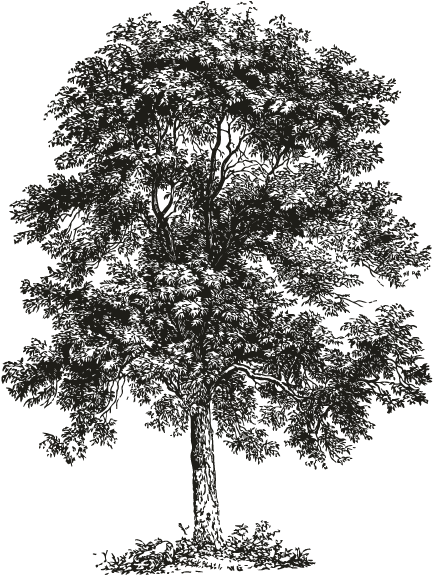 Collection Of Ash Tree Drawing High Quality Free Cliparts - Ecoholic: Your Guide To The Most Environmentally Friendly (696x696)
