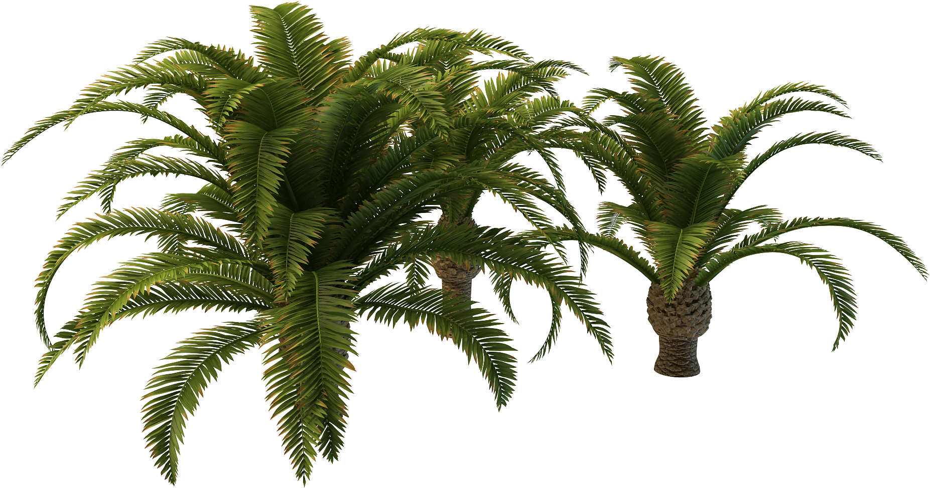 Free Icons Png - Attalea Speciosa (2000x2000)