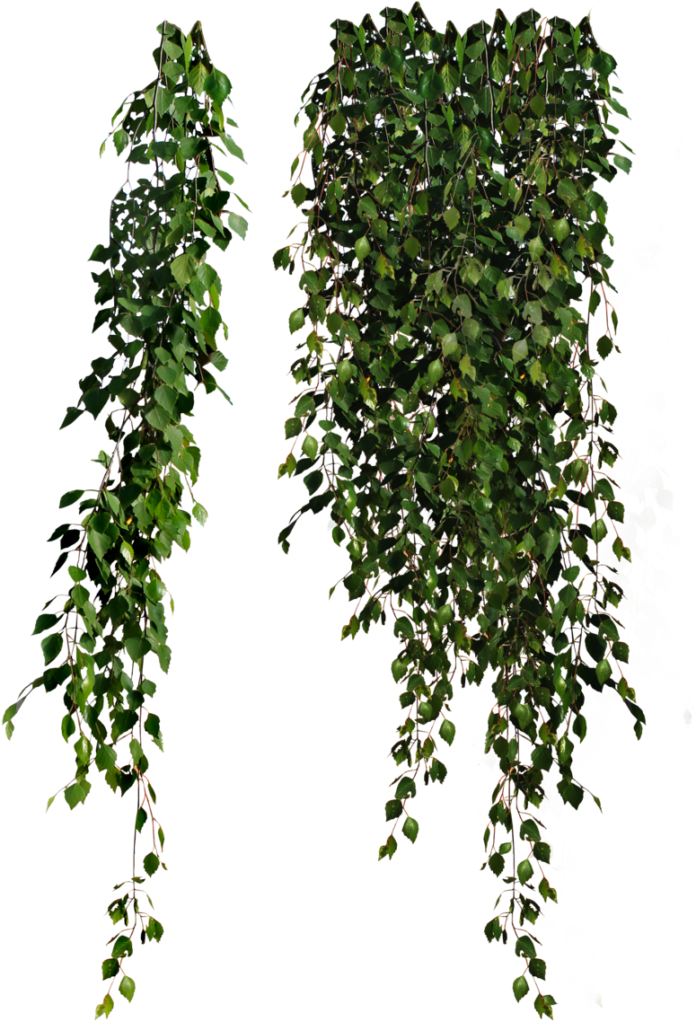 Plants Png Clipart - Cottingley Secret By Hazel Gaynor (900x1170)