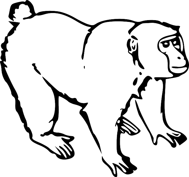 Black, Outline, Drawing, White, Ape, Line - Monkey Black And White (640x598)