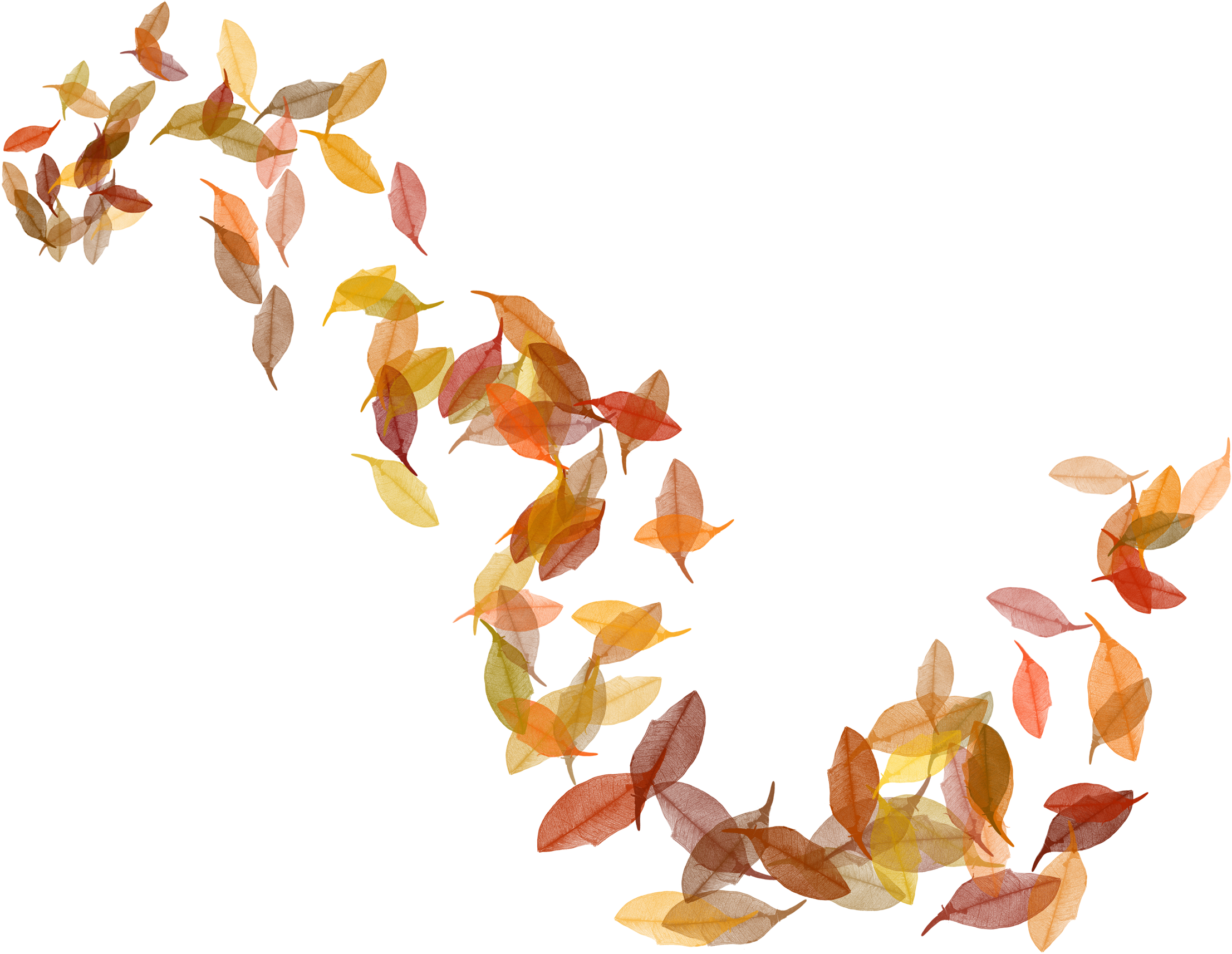 Autumn Leaf Color Clip Art - Autumn Leaves Transparent (2292x1777)