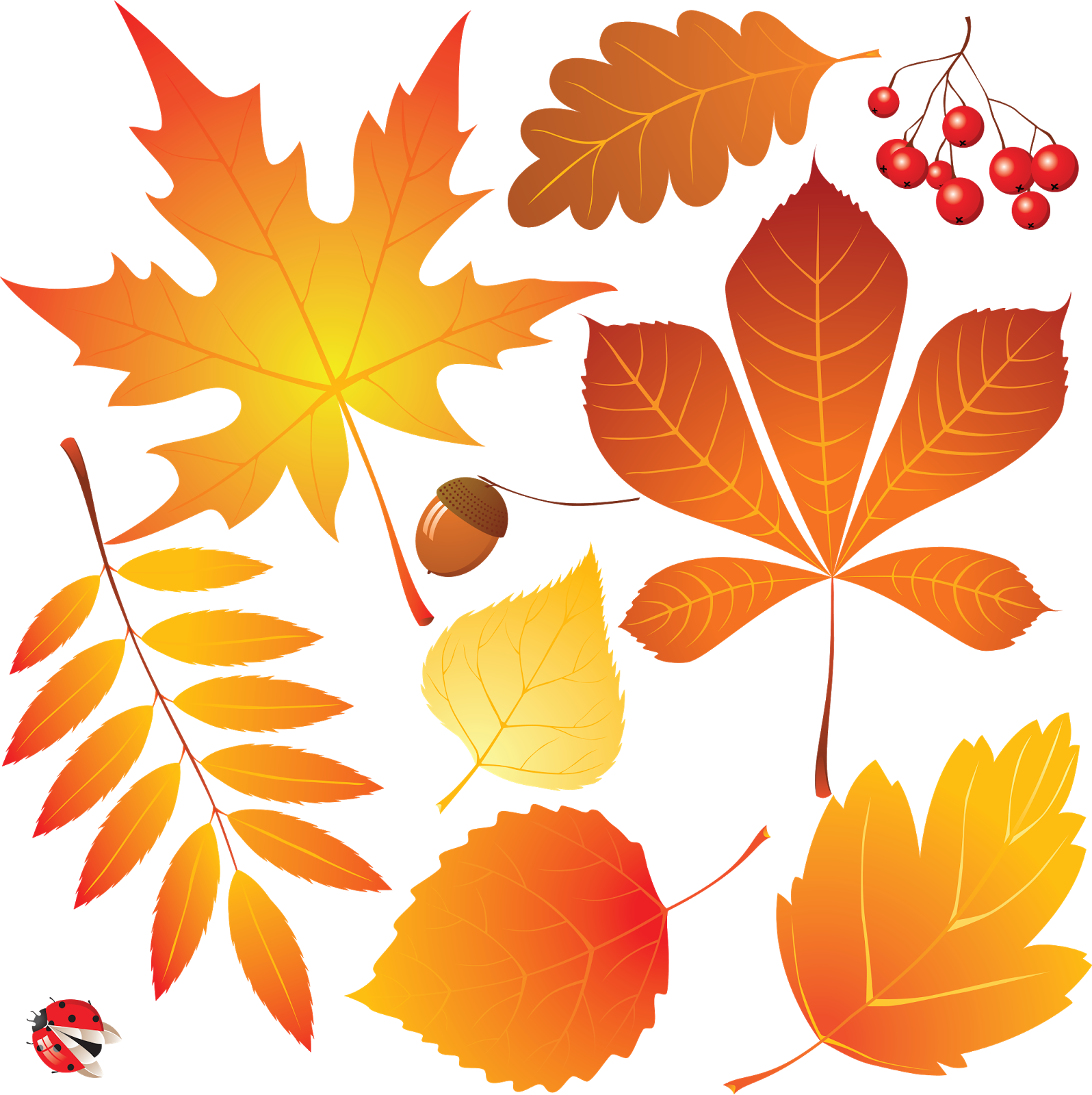 Осенние листья. Осенний листок. Осенние листья картинки. Листья деревьев осенью. Leaves collection