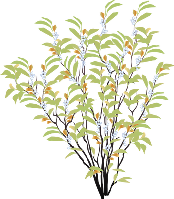 Ian Symbol Myrica Cerifera - Drawing Of Shrub Plant (350x400)
