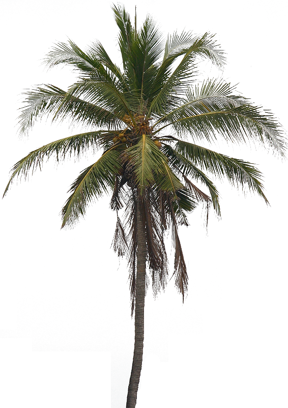 Image5 - Coconut Tree Images Png (566x800)