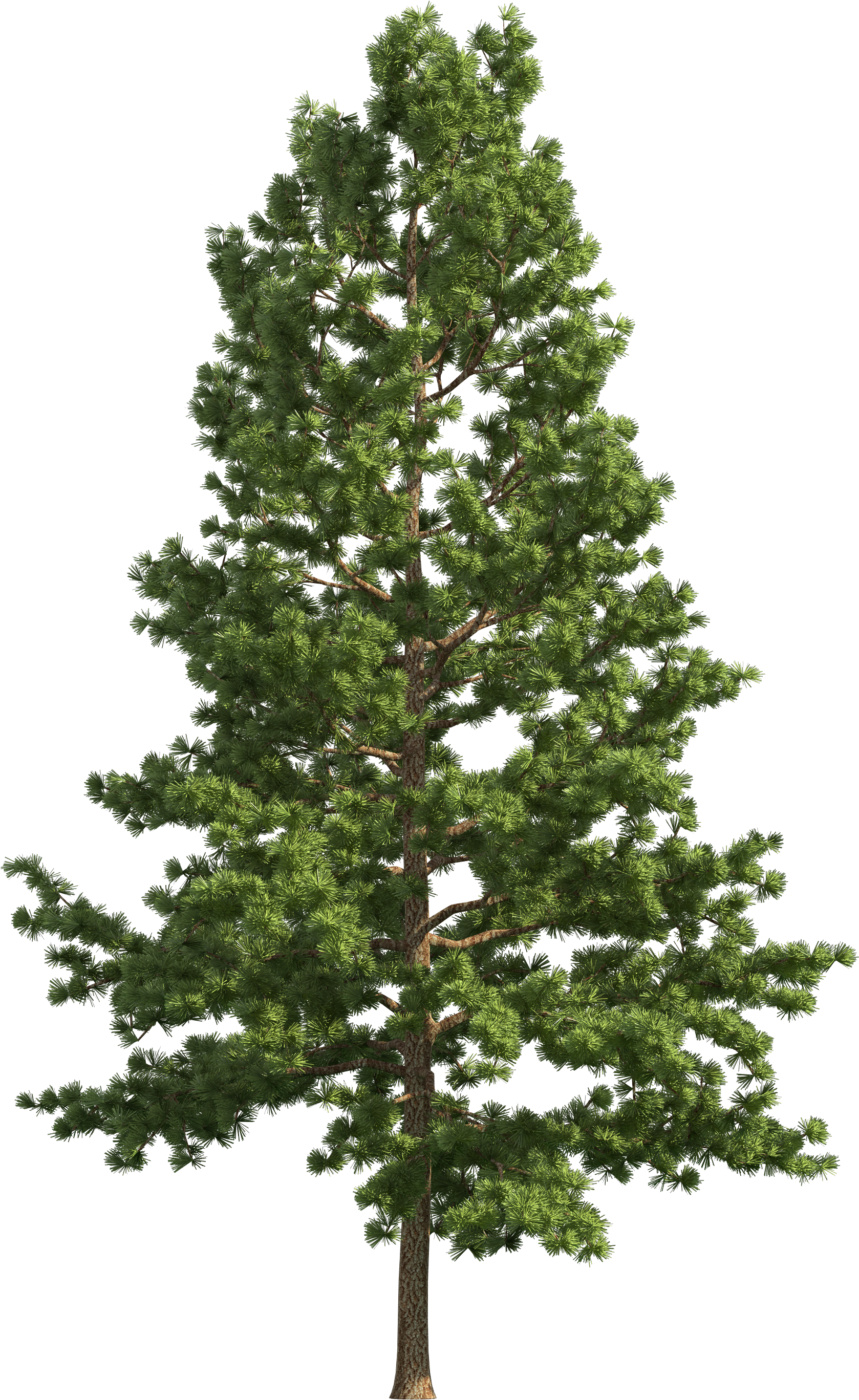 Pine Realistic Tree Png Clip Art - Pine Realistic Tree Png Clip Art (1788x2781)