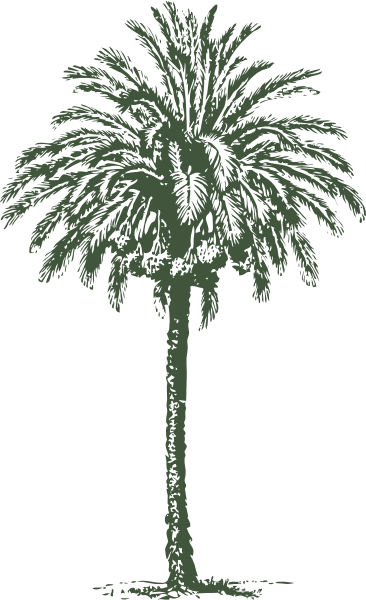 Date Palm Clip Art At Clker - Palma De Cera Vector (366x600)