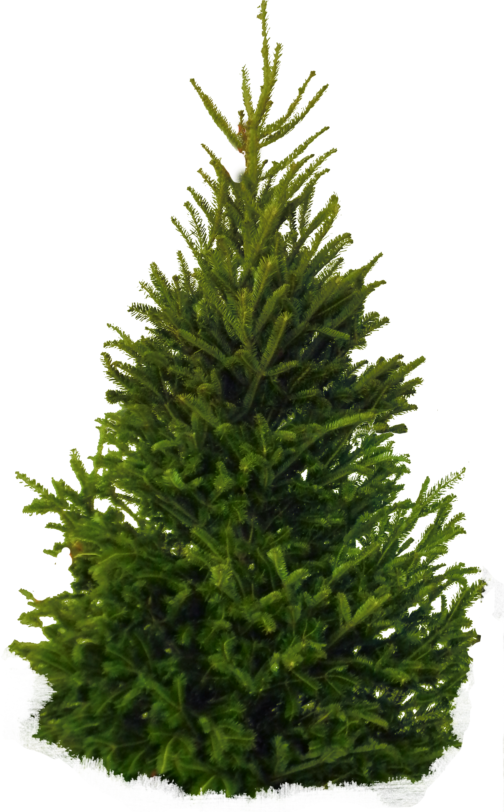 Fir-tree Png Clipart - Fir Tree Png (1757x2813)