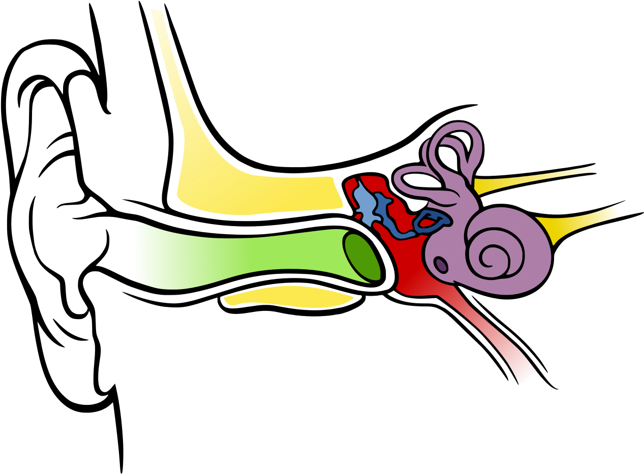 Blank Eye Diagram - Anatomy Of The Human Ear (1280x975)