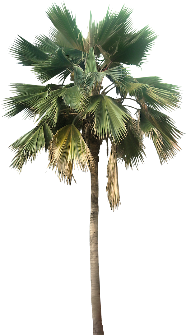 Coconut Trees Vectors Photos And Psd S - Palm Png (604x1101)