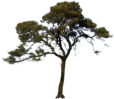 Icon Pine Tree Png Png Images - Transparent Background Trees (397x380)