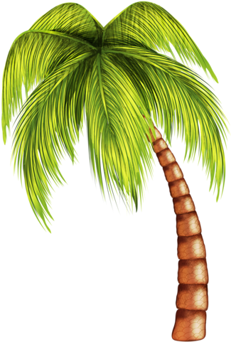 Tropical Clipart Summer Tree - Coconut Tree Tree Png (337x500)