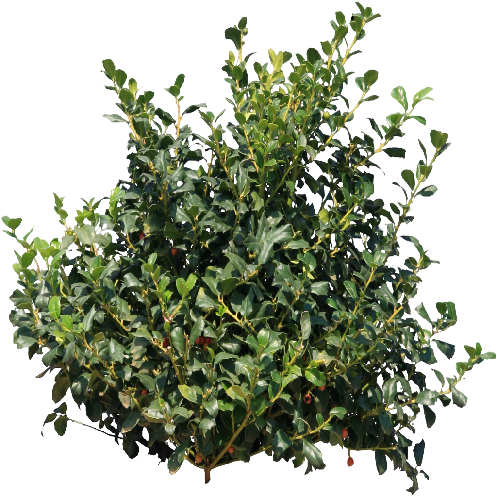 Shrub Clipart Group Tree - Bush Png (1024x1024)