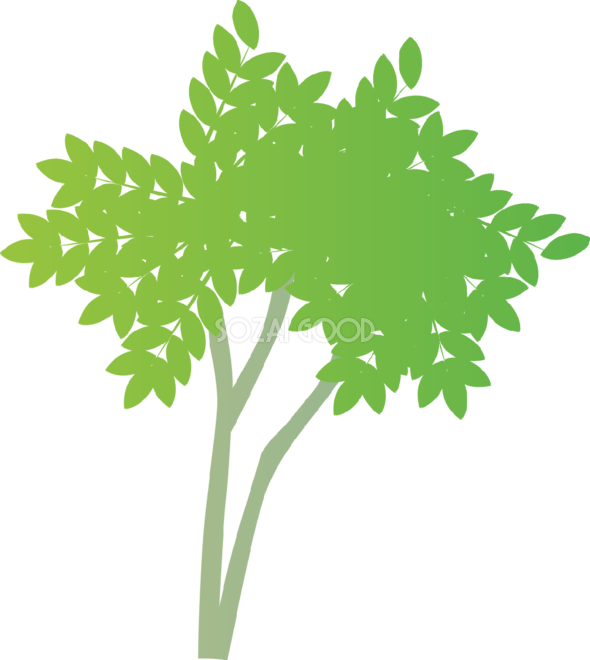 おしゃれな木 ニガキ無料イラスト81487 - Palm Tree (590x660)