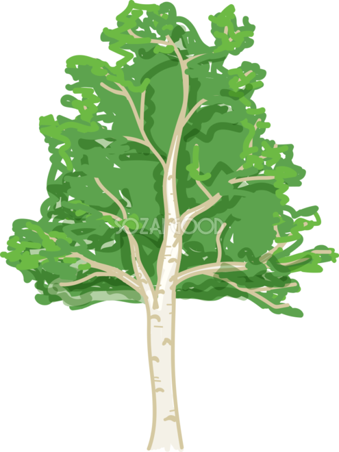 木 シンプルなしらかば 無料イラスト82055 - Illustration (495x660)