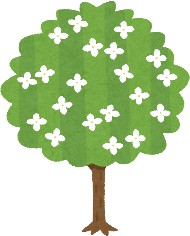 ヤマボウシの木のイラスト - Craft (688x800)