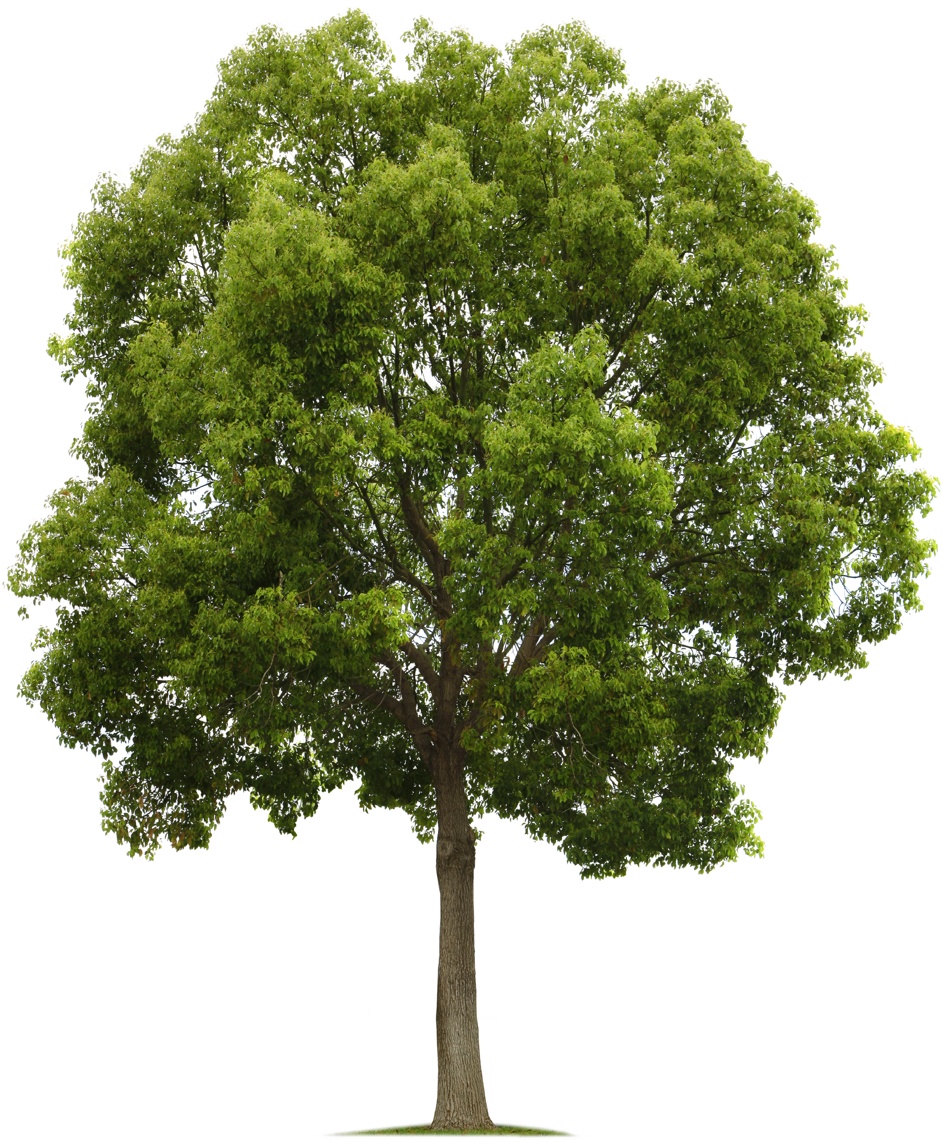 Tree Transparent Png Photo - Trees Png High Quality (1903x2304)
