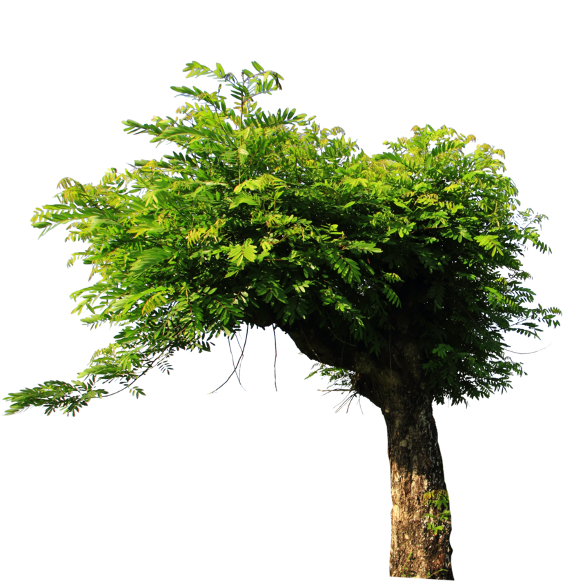 Tree Png Stock By Ady-stock - Tree Stock Image Png (1024x1024)