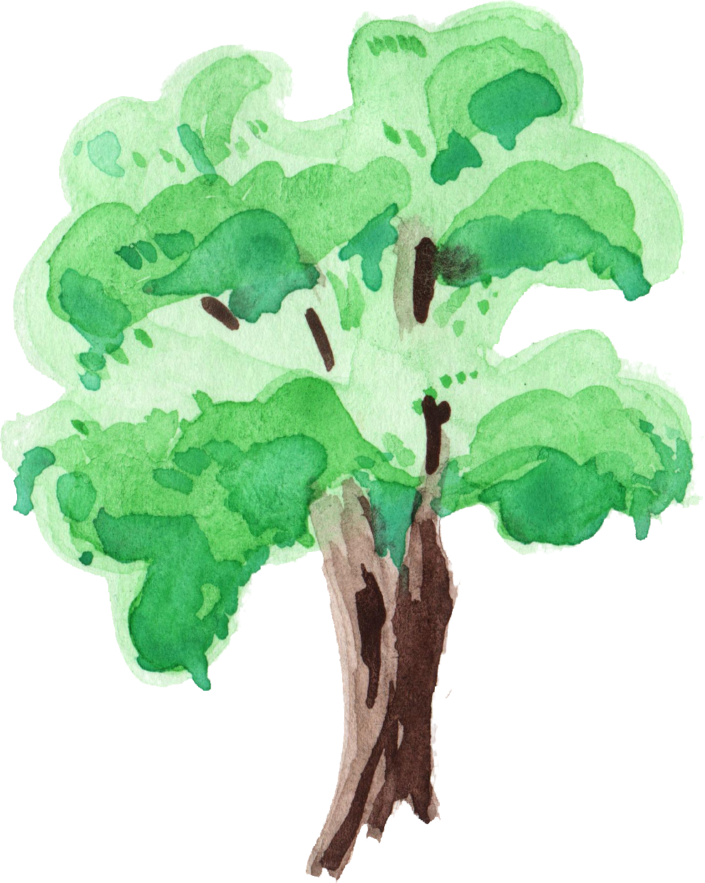 Free Download - Png Transparent Tree Png Watercolor (989x1240)