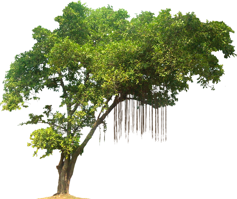 Jungle Tree Png Image By Kooyooss - Jungle Tree Png (819x696)