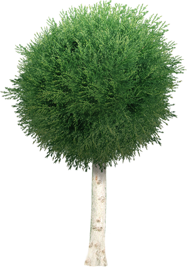 Garden Tree Png By Dbszabo1 - Garden Tree Png (386x550)