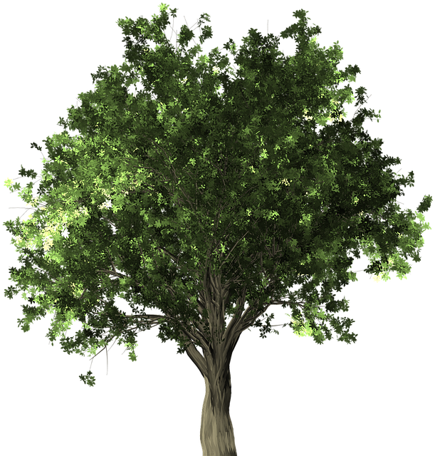 Zelkova Serrata, Tree, Bonsai, Zelkova, Serrata - Apple Tree Without Fruit (640x640)