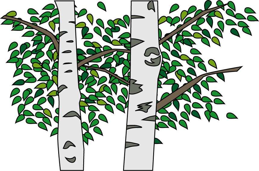 No10白樺 - Silver Birch (859x568)