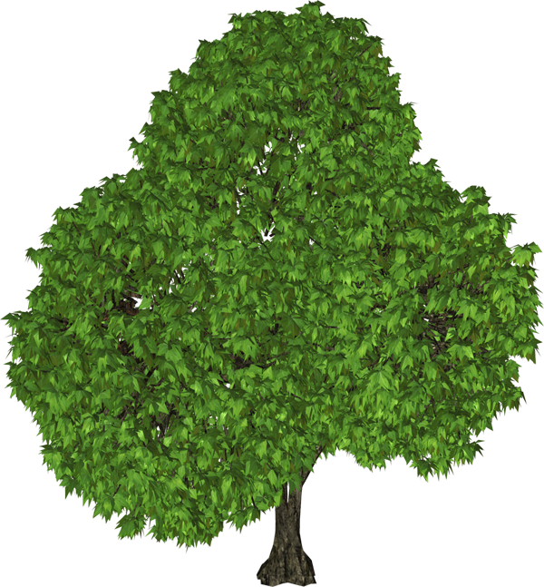 Green Tree Png Clipart Gallery - Black Walnut Tree (600x647)