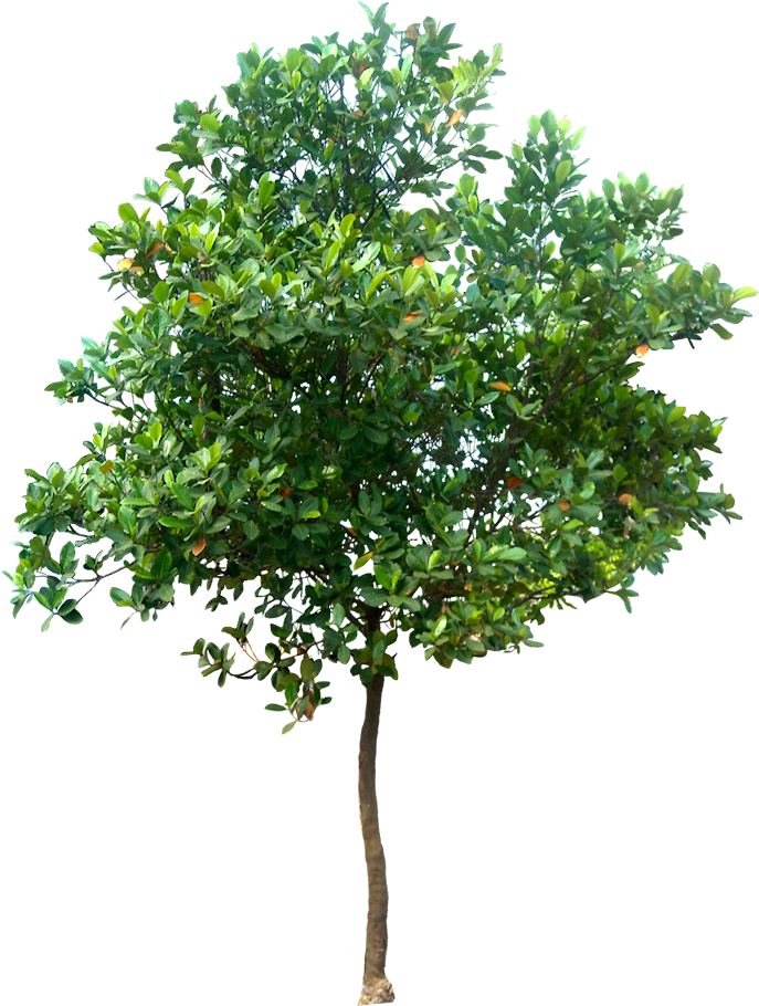 Jack Tree Png Picture - Tree Png (700x920)