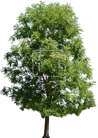 Bright Green Maple Tree - Maple Tree Pngp Hd (450x450)