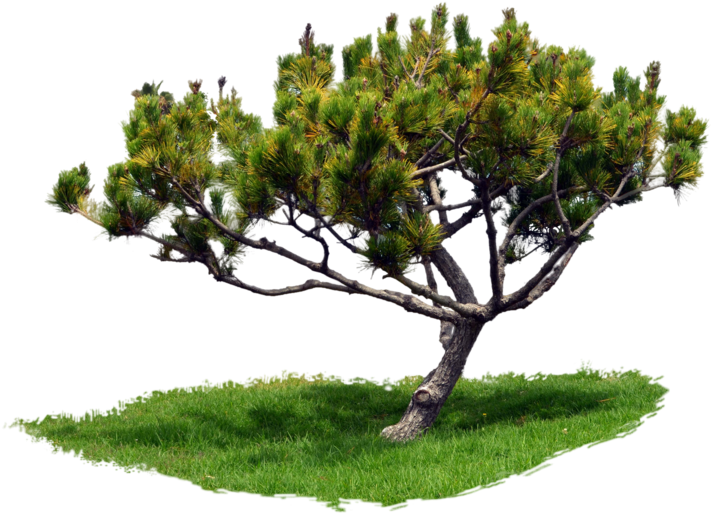 Tree With Grass Pine At Park Png Dsc 0146 By Annamae22 - Tree With Grass Png (1024x678)