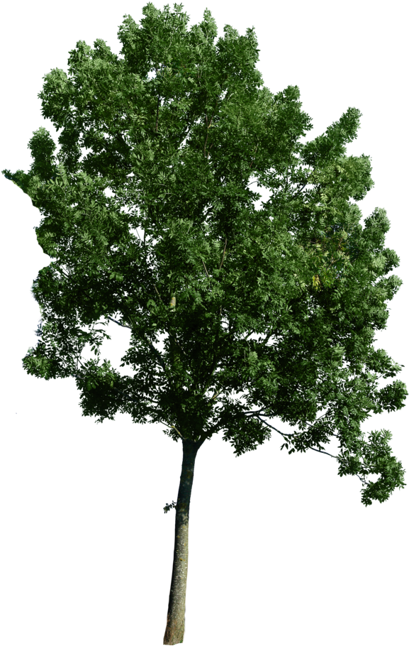 Tree Corner Image - Photoshop Tree Png (600x935)