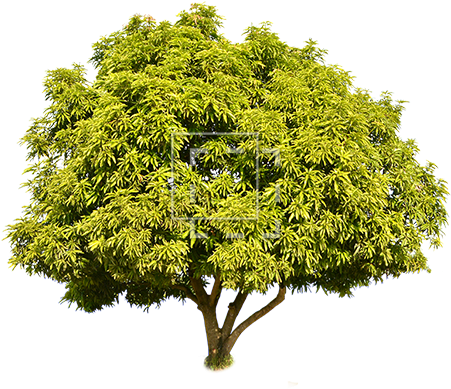 Tall Green Juniper - Short Tree Png (450x450)