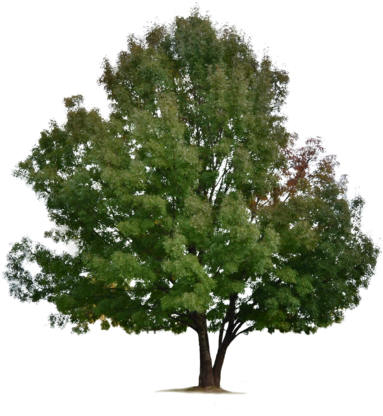 Ivaxxx 22 7 Tree [png] By Ivaxxx - Tree (400x600)