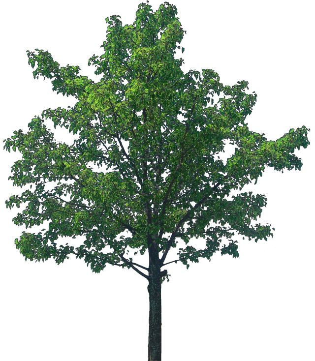 Oak Tree Png Transparent Image - Tree Textures (640x734)