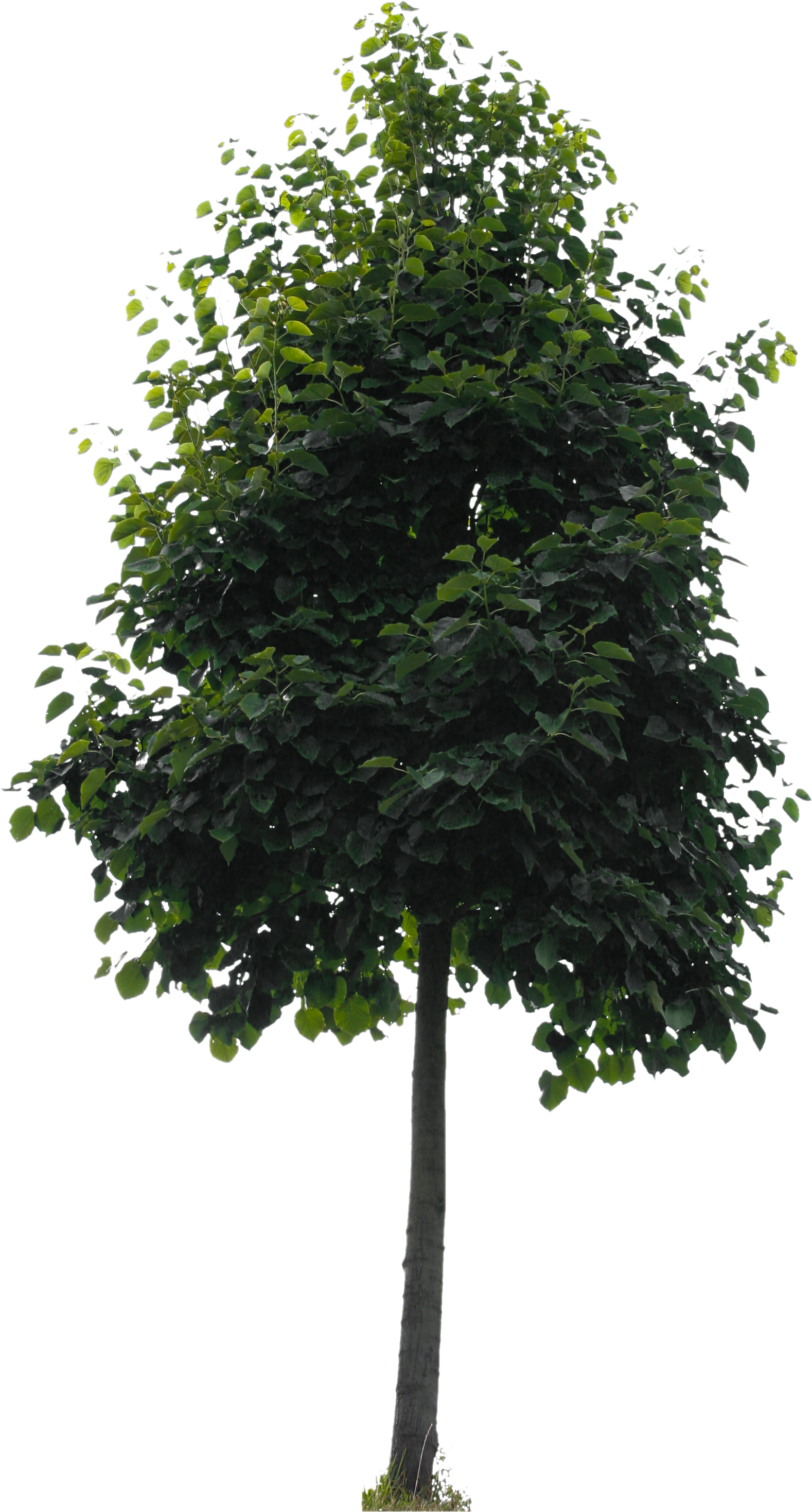 2d Trees - 2d Trees (2304x3107)