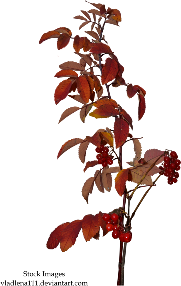 Autumn Branches 1 By Vladlena111 - Autumn Branches (757x1056)