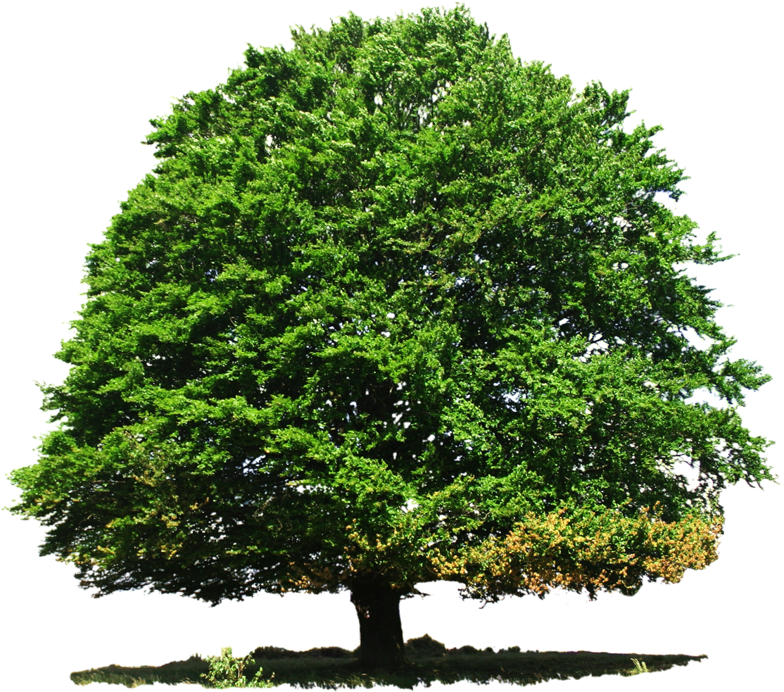 Tree Png Transparent Image - All Tree Png (1150x999)