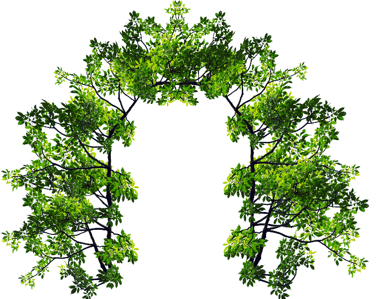 Arch With Green Leaves And Tree Branches Png Image - Portable Network Graphics (800x600)