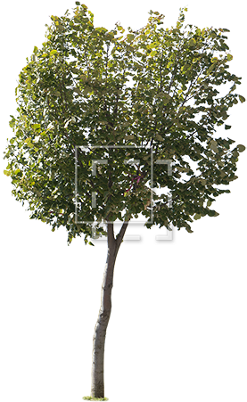 Round Green Leaf Tree - Tree Entourage (450x450)